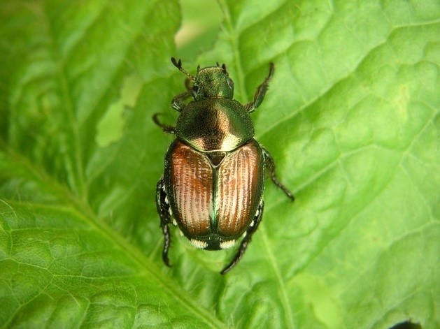 Bọ cánh cứng Popillia Japonica