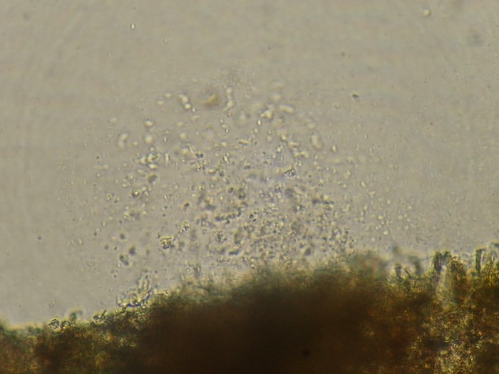 Bùn nấm rò rỉ từ phiến lá