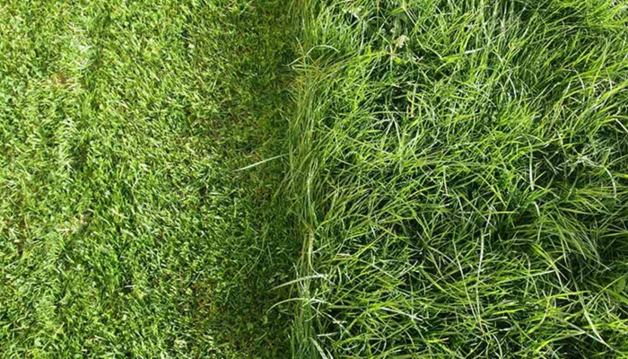 chăm sóc cỏ sân golf