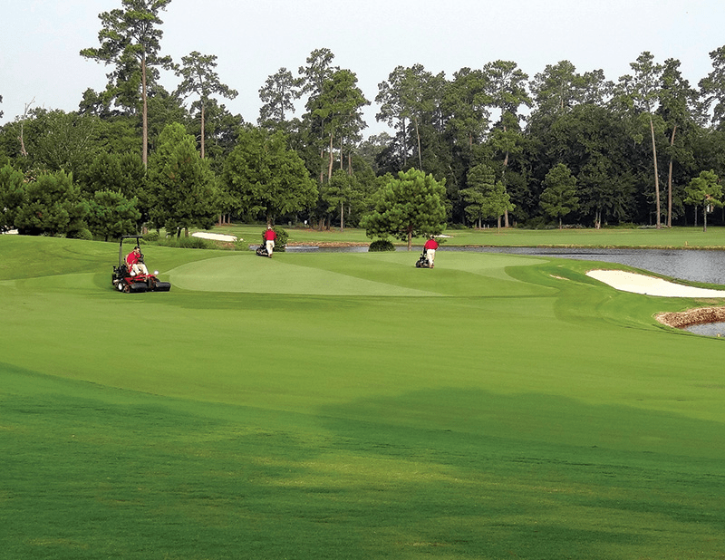 Các loại cỏ tốt nhất cho sân golf năm 2025