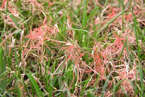 Các sợi nấm màu đỏ và hồng giống như sợi nấm trên ryegrass lâu năm bị bệnh sợi chỉ đỏ