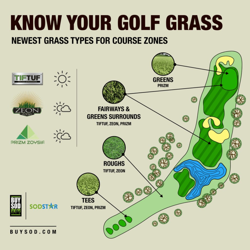 Cách chọn loại cỏ tốt nhất cho các khu vực khác nhau trên sân golf của bạn