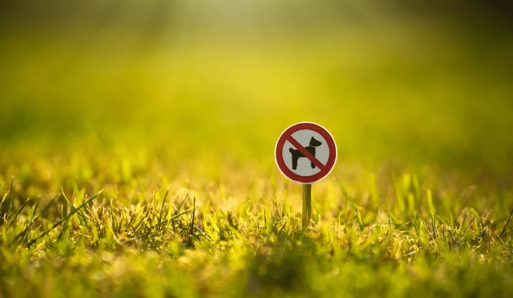 Cách khắc phục tình trạng cỏ úa vàng