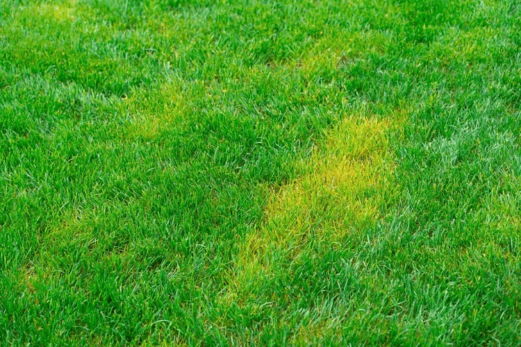 Cách khắc phục tình trạng cỏ úa vàng