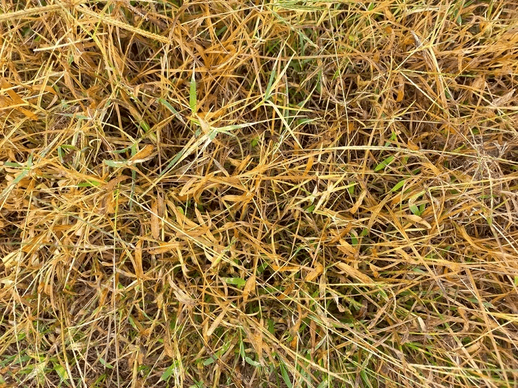 Cách khắc phục tình trạng cỏ úa vàng