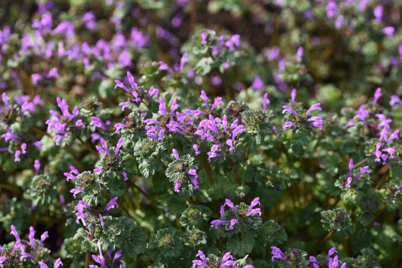 Cây henbit