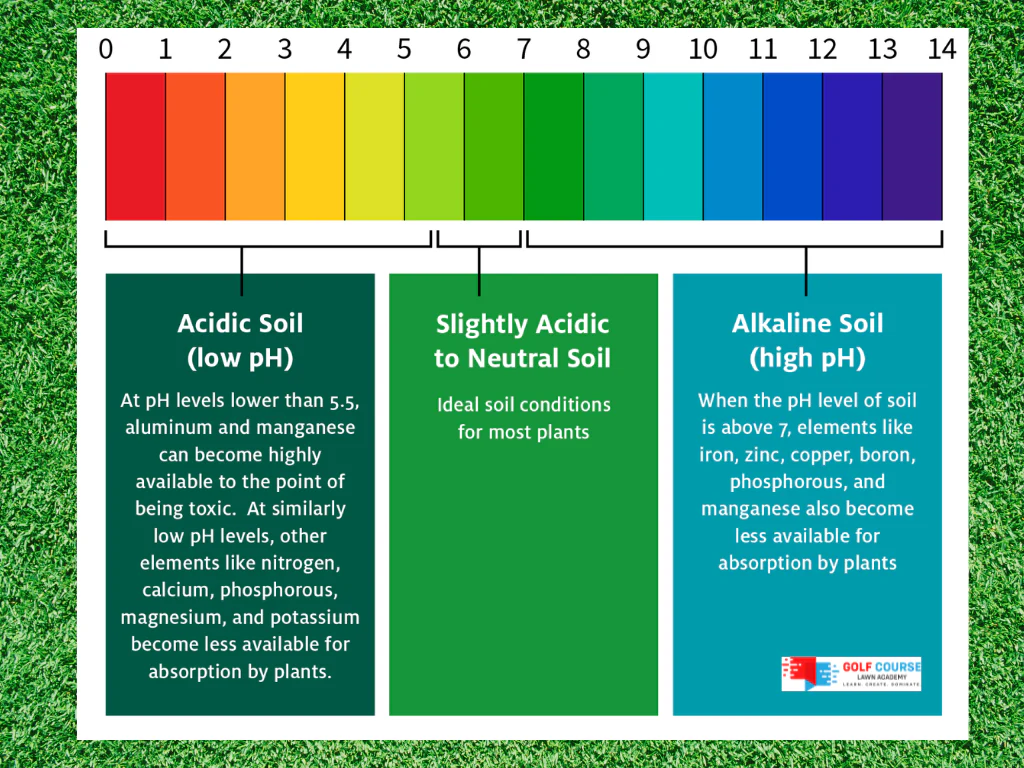 chăm sóc bãi cỏ