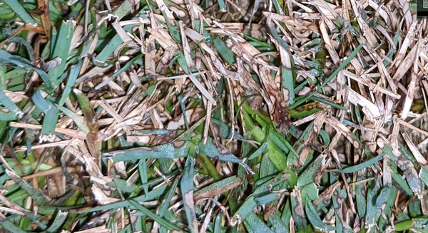 chăm sóc bãi cỏ