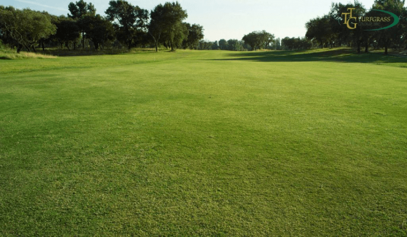 chăm sóc sân golf chuyên nghiệp