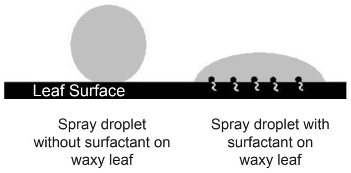 Chất bổ trợ hoạt động như thế nào?