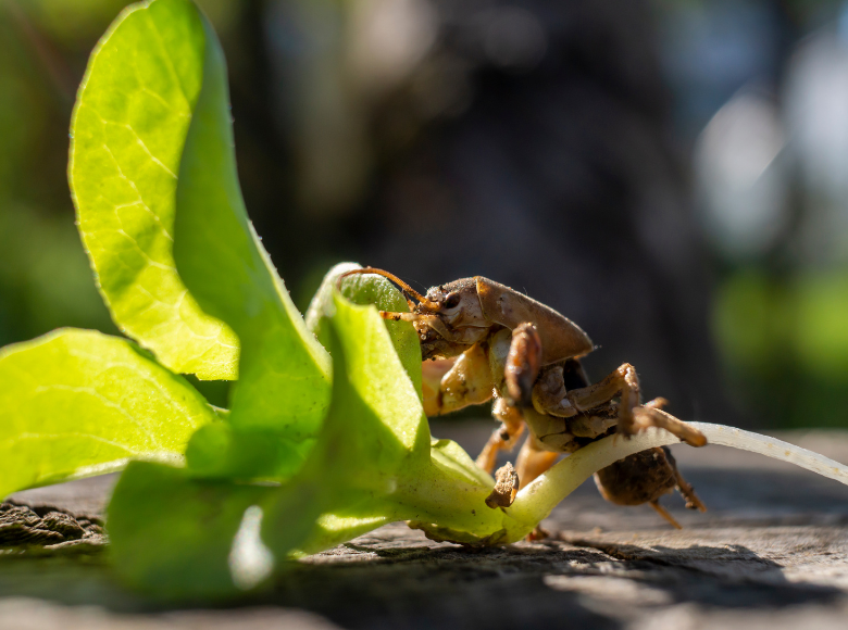 Chiến lược kiểm soát dịch bệnh và sâu bệnh phổ biến ở sân golf mùa đông