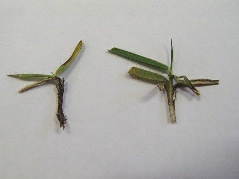 Cỏ có bẹ lá bị thâm đen do suy giảm zoysia (trái) và cỏ khỏe mạnh (phải)