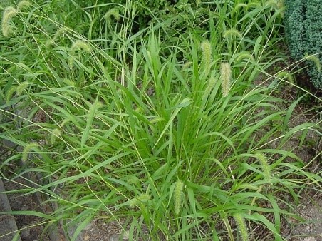 Cỏ đuôi cáo thường