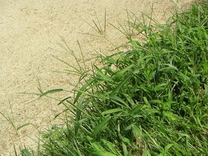 Cỏ Akime có khả năng chống khô