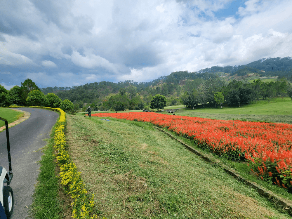 cỏ sân golf là gì
