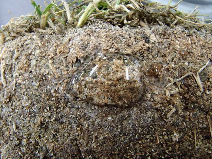 Đất bị thấm nước do bệnh vành khuyên