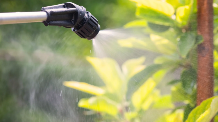 hướng dẫn suer dụng thuốc diệt nấm