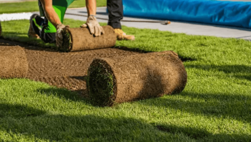 Lựa chọn và duy trì loại cỏ tốt nhất cho sân golf của bạn