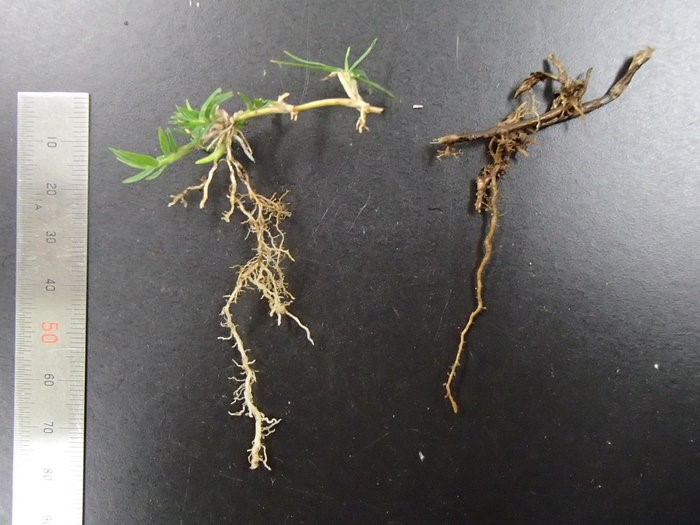 Mặt cỏ bị đen do bệnh đốm vòng hoại tử (phải) và mặt cỏ khỏe mạnh (trái)