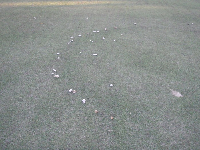 Nấm Bovista dermoxantha