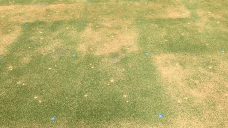 ngăn ngừa bệnh cỏ sân golf