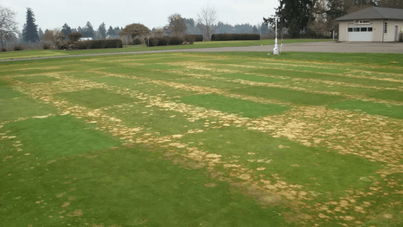 ngăn ngừa bệnh cỏ sân golf