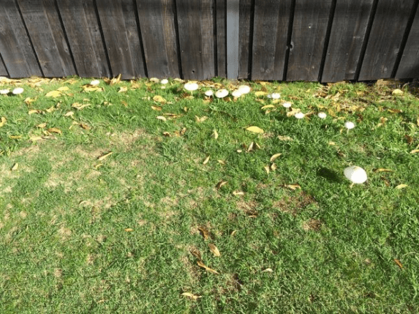 Bệnh Fairy ring trên sân golf