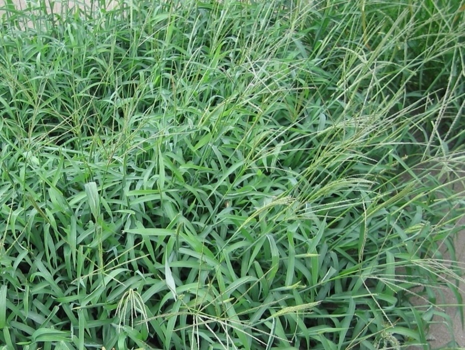 cỏ cua trên sân golf