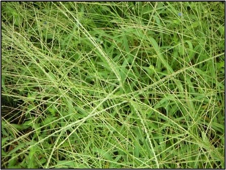 cỏ cua trên sân golf