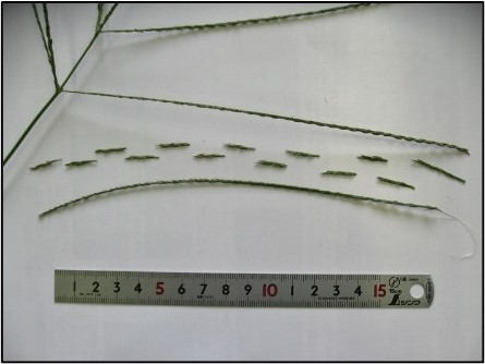 cỏ cua Hơn 100 hạt mỗi cây