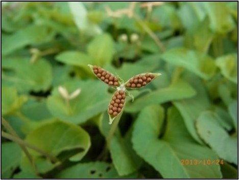 cỏ dại sân golf