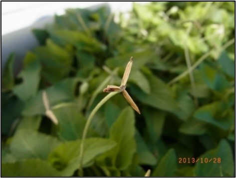 Hạt được phát tán khi quả khô