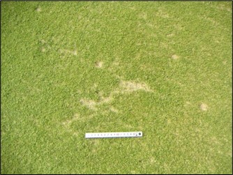 Dế trũi đào đường hầm và làm hỏng rễ cỏ