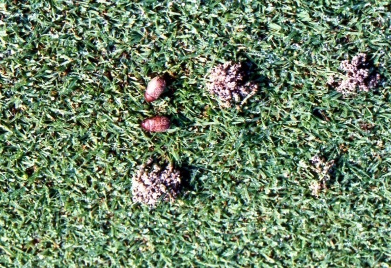 Bọ cánh cứng trên sân golf