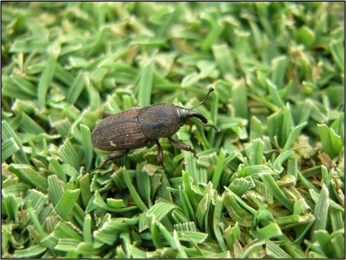 Mọt Siba trên sân golf