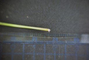 Trứng của bọ trong thân cây