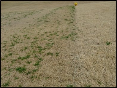 Tác dụng diệt cỏ. Mặt trái không được điều trị