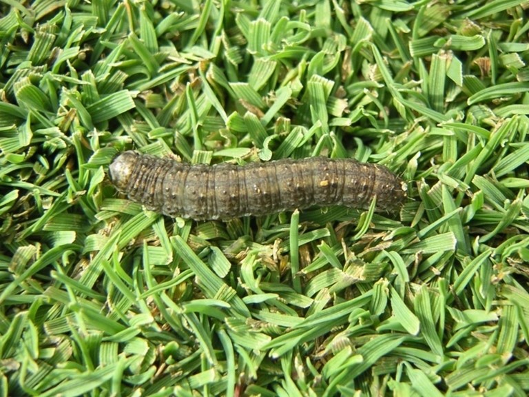 Tamanayaga trên sân golf