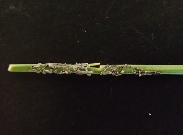 Quả thể hình thành trên phiến lá