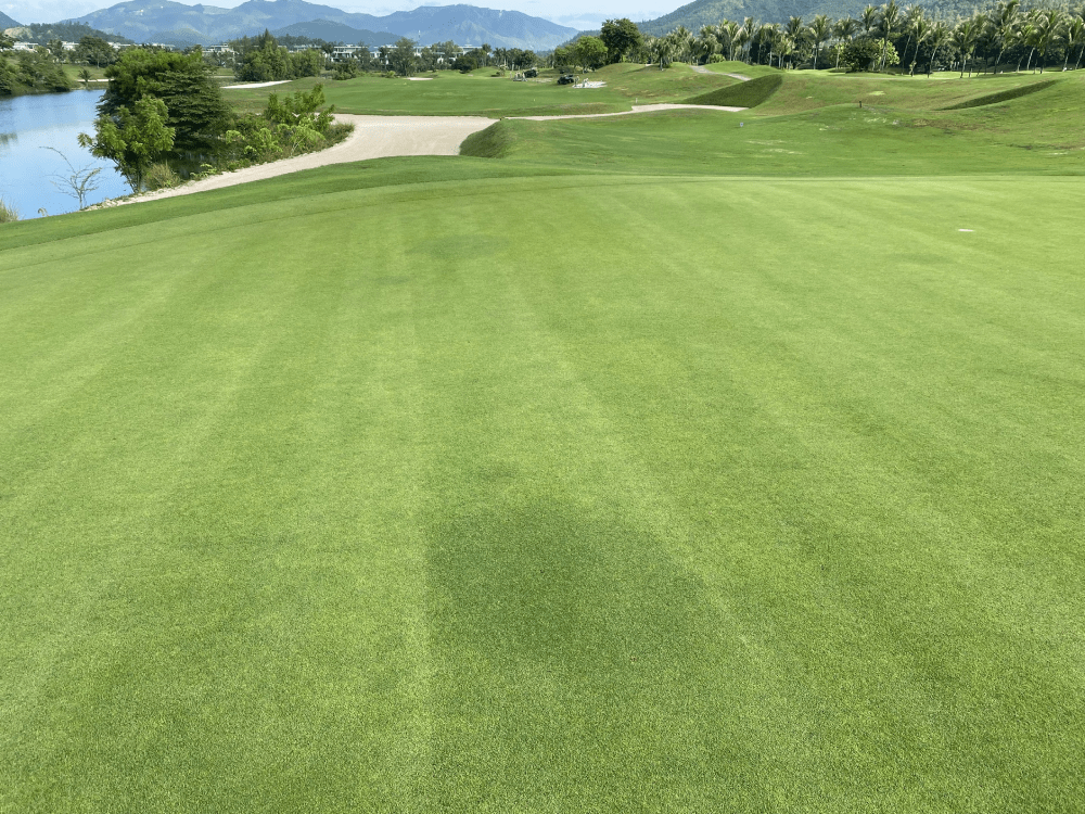 Mẹo Quản Lý Cỏ Sân Golf Trong Mùa Hè Nóng Bức