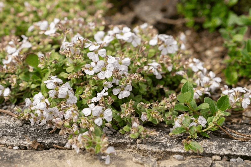 Rau chân vịt