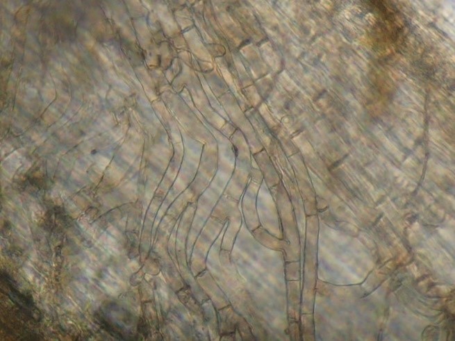 Sợi nấm dày của nấm vá lớn