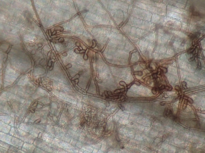 Sợi nấm đơn giản và sợi nấm của nấm đốm trắng hoại tử