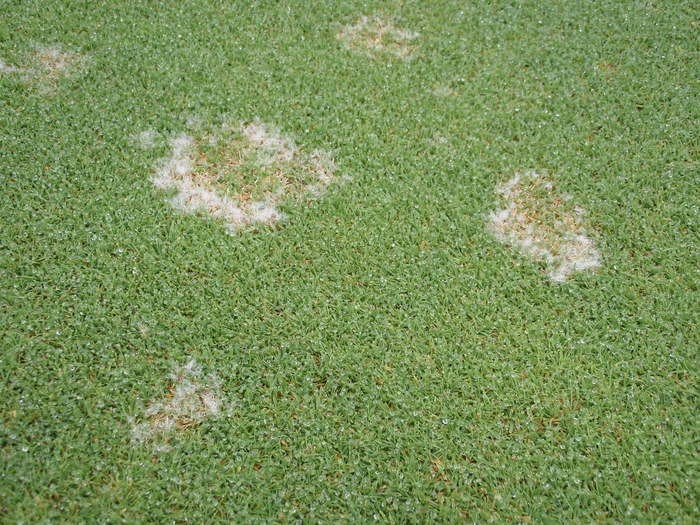 Sợi nấm được tạo ra vào sáng sớm