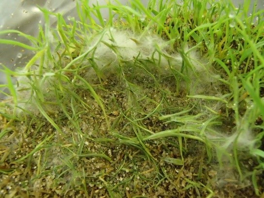 Sợi nấm trên không phát triển trong điều kiện quá ẩm