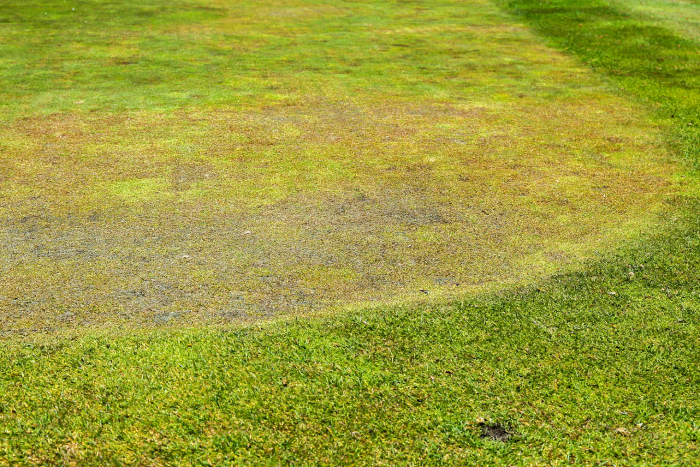 Sức khỏe đất kém có thể gây hại cho sân golf