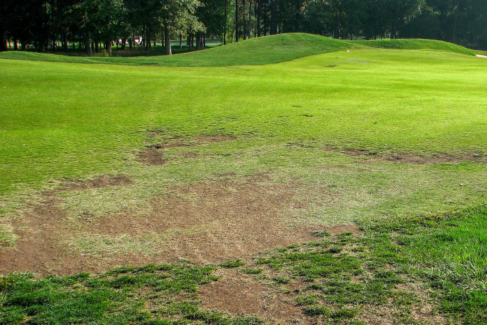 Sức khỏe đất kém có thể gây hại cho sân golf