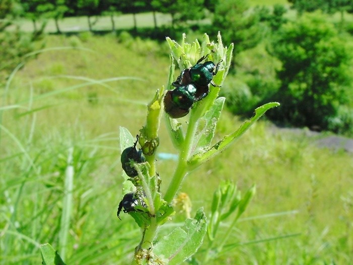Thức ăn là thảm thực vật xung quanh