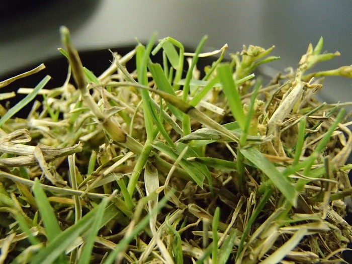 Vết bệnh hình thành trên phiến lá