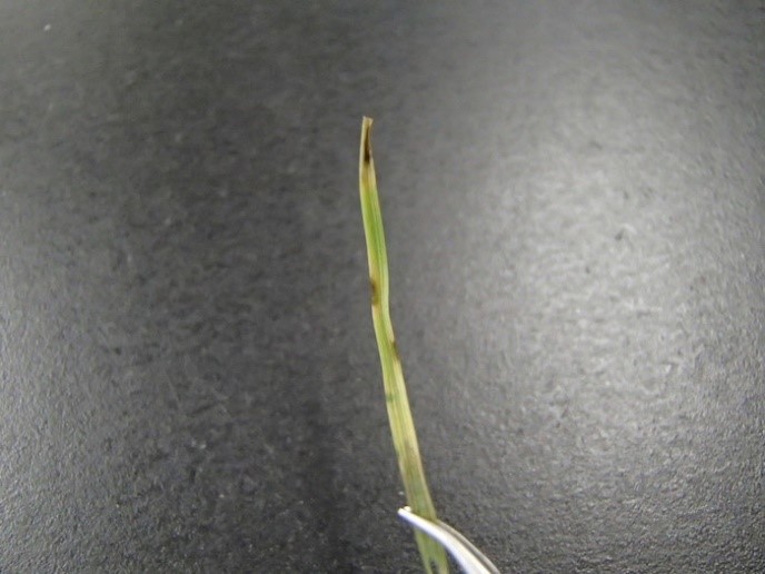 Vết bệnh hình thành trên phiến lá